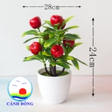Chậu cây mận đỏ độc đáo trang trí bàn