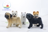 CHÓ PUG ĐEN - MÔ HÌNH TƯỢNG ĐẸP