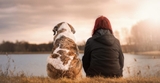 Giấy dán tường đôi cún dễ thương Kawaiyi Dogs