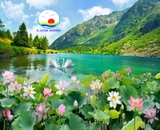 Giấy dán tường hồ sen phong cảnh non nước hữu tình sang trọng in kích thước theo yêu cầu