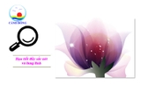 Giấy dán tường lãng mạn hoa tím sang trọng