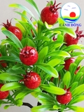 Chậu cây lựu đỏ trang trí tươi mới sinh động
