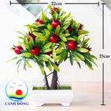 Chậu cây lựu đỏ trang trí tươi mới sinh động