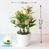 Chậu cây đào tiên trường thọ trang trí bàn ý nghĩa