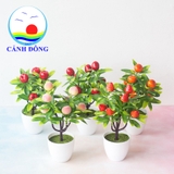 Chậu cây đào tiên trường thọ trang trí bàn ý nghĩa