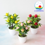 Chậu cây đào tiên trường thọ trang trí bàn ý nghĩa