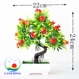 Chậu cây lựu đỏ trang trí tươi mới sinh động