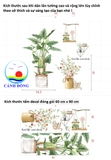 Decal dán tường cây cảnh thiên nhiên nhiệt đới