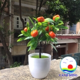 Chậu quýt nhựa để bàn trang trí màu sắc bắt mắt sinh động