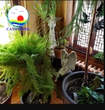 Tượng thiên thần nữ thần có cánh quà tặng ý nghĩa
