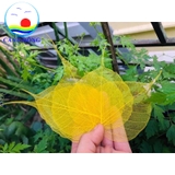 Sỉ lá bồ đề trơn 100 cái – nhận in ảnh, viết chữ thư pháp lên lá bồ đề theo yêu cầu