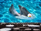Tranh dán tường cá heo vui đùa cùng biển xanh trang trí phòng ấn tượng, thư giãn hòa mình cùng thiên nhiên
