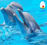 Tranh dán tường cá heo vui đùa cùng biển xanh trang trí phòng ấn tượng, thư giãn hòa mình cùng thiên nhiên