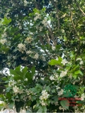 Cây Hoa Nguyệt Quế