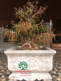 Cây Lộc Vừng