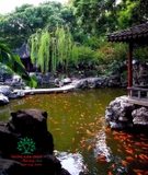 Hồ cá Koi 51