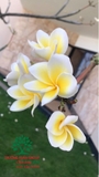 Cây Đại