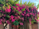 Hoa Giấy