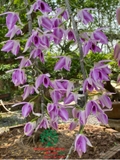 Hoa Lan