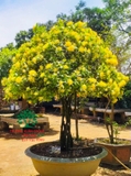 CÂY HOA MẪU ĐƠN TA (TRUYỀN THỐNG)
