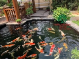 Hồ cá Koi 47