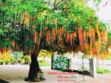 Cây Lộc Vừng
