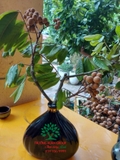 Cây Nhãn