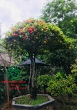 CÂY HOA MẪU ĐƠN TA (TRUYỀN THỐNG)