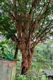 Cây Dâu Da Đất