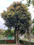Cây Xoài