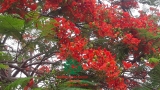 Cây Phượng