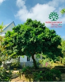 Cây Hoa Nguyệt Quế