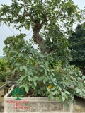 Bonsai 81
