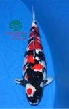 Hồ cá Koi 49