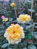HOA HỒNG