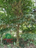 Cây Dâu Da Đất