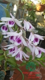 Hoa Lan