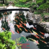 HỒ CÁ KOI 41
