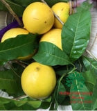 Cây Vú Sữa