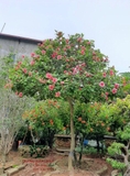 HOA DÂM BỤT