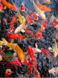 HỒ CÁ KOI 38