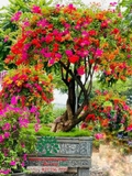 Hoa Giấy