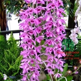 Hoa Lan