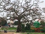 CÂY GẠO