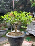 CÂY HOA MỘC HƯƠNG