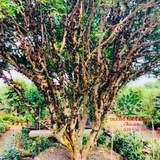 CÂY NHO THÂN GỖ