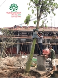 Thi công thực tế 77