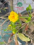 CÂY HOA  MAI VÀNG
