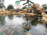 Hồ cá Koi 45