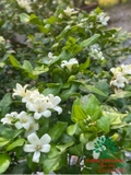 Cây Hoa Nguyệt Quế